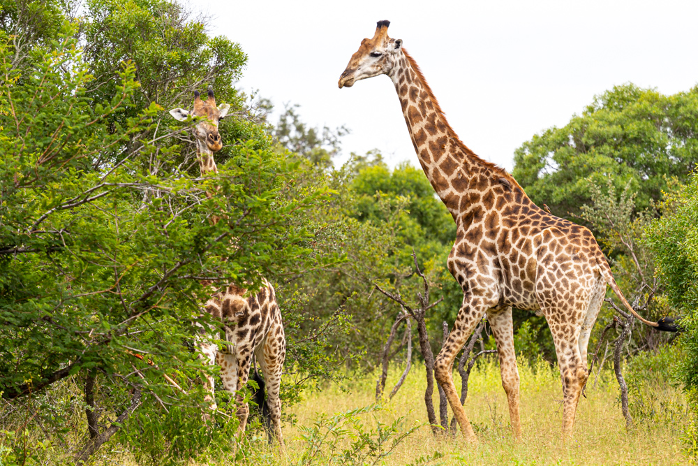 Safari # Who&nbsp;Knows?!