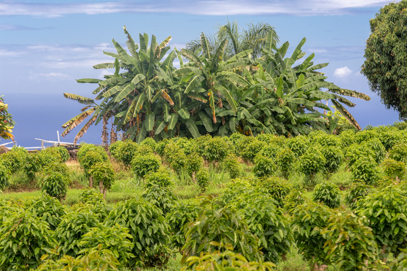 Drink 100% Pure Kona&nbsp;Coffee