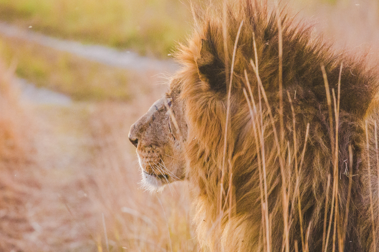 Lions, And Tigers, and&nbsp;Bears