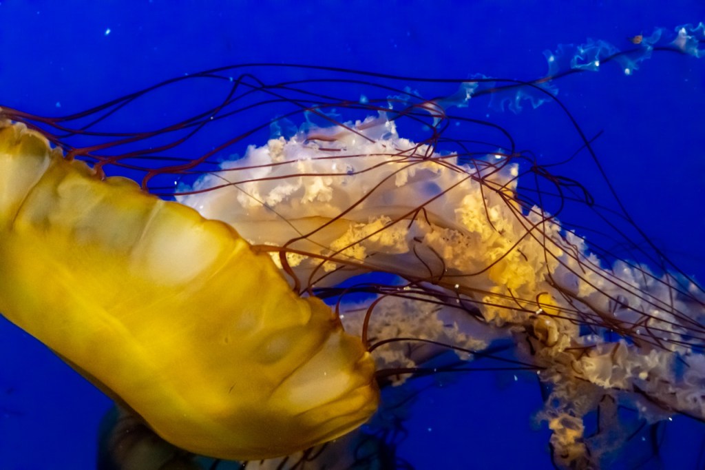 The Vancouver Aquarium