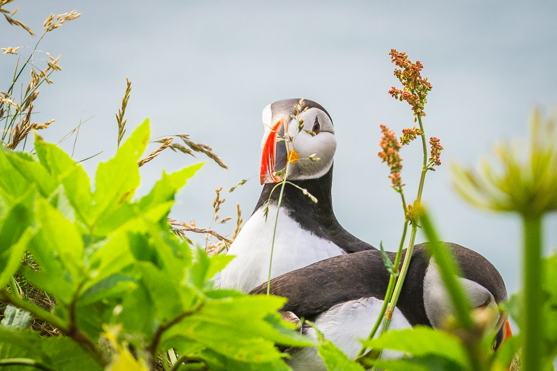Puffin’ Lovin’