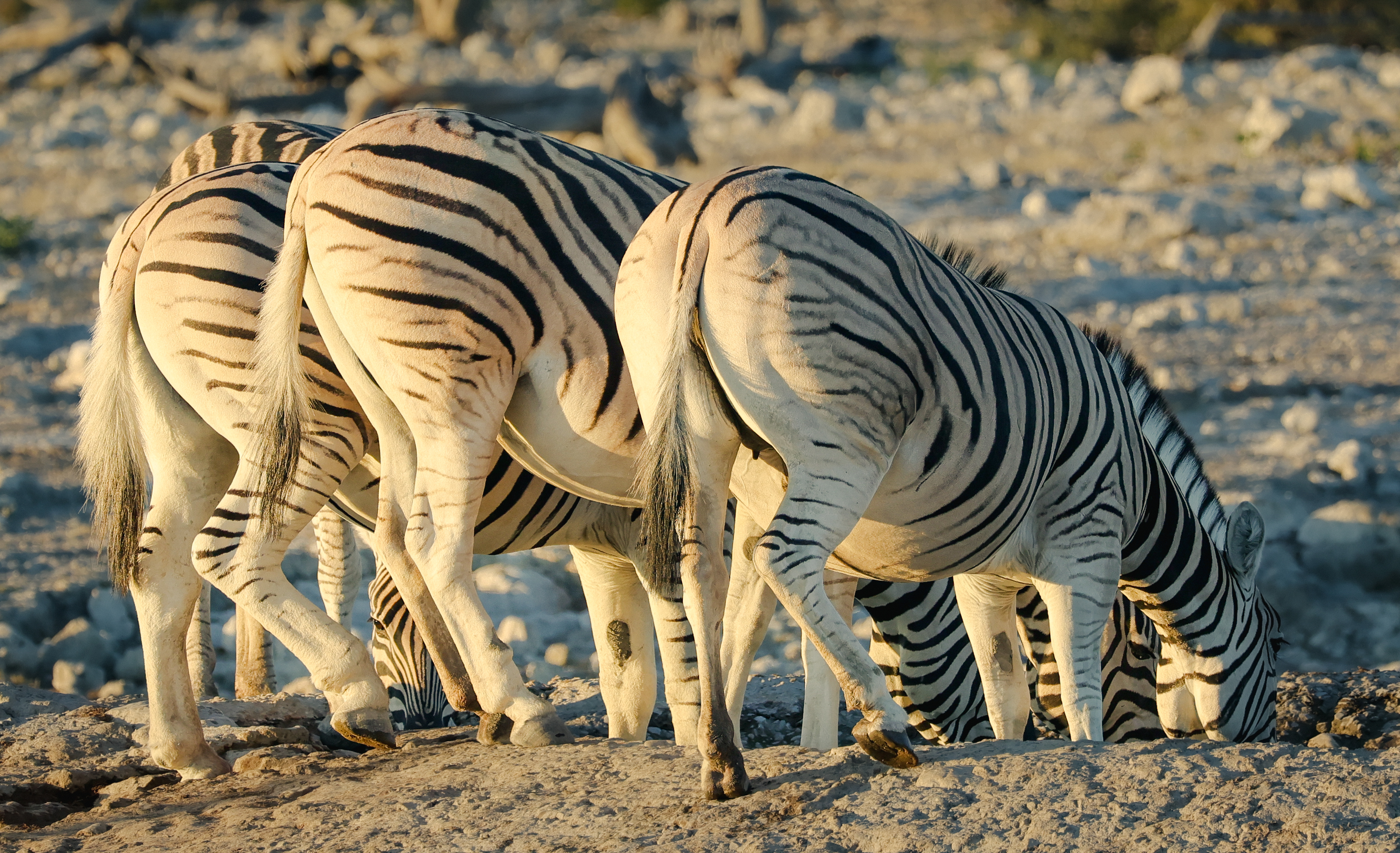 Series 17 – Etosha National&nbsp;Park