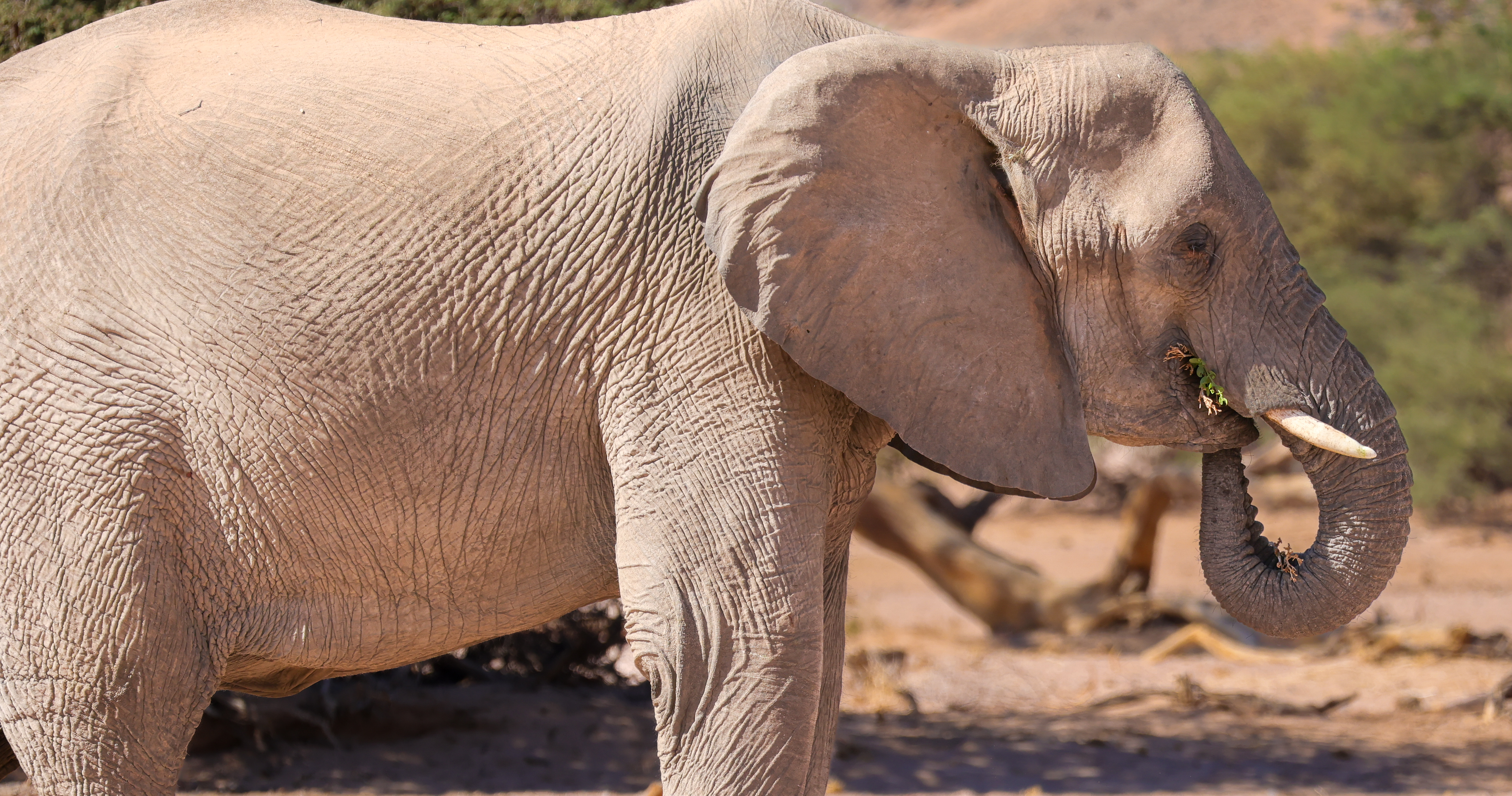 Series 17 – Elephants of Onduli&nbsp;Ridge