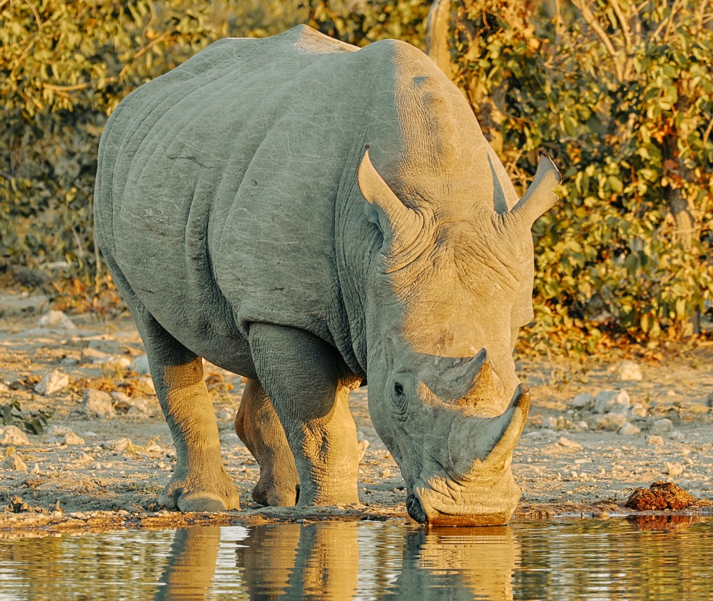 Series 17 – Ongava Game&nbsp;Reserve