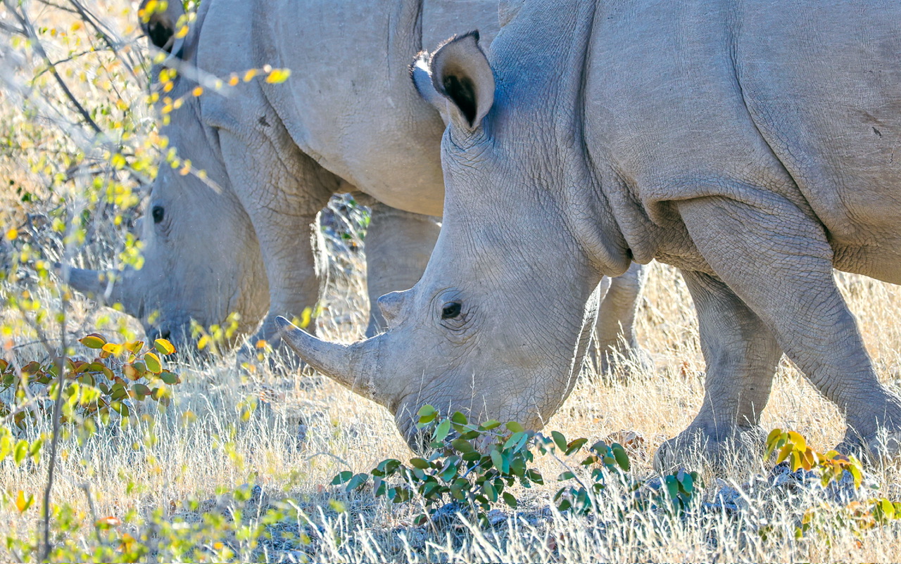 Series 17 –&nbsp;Ongava