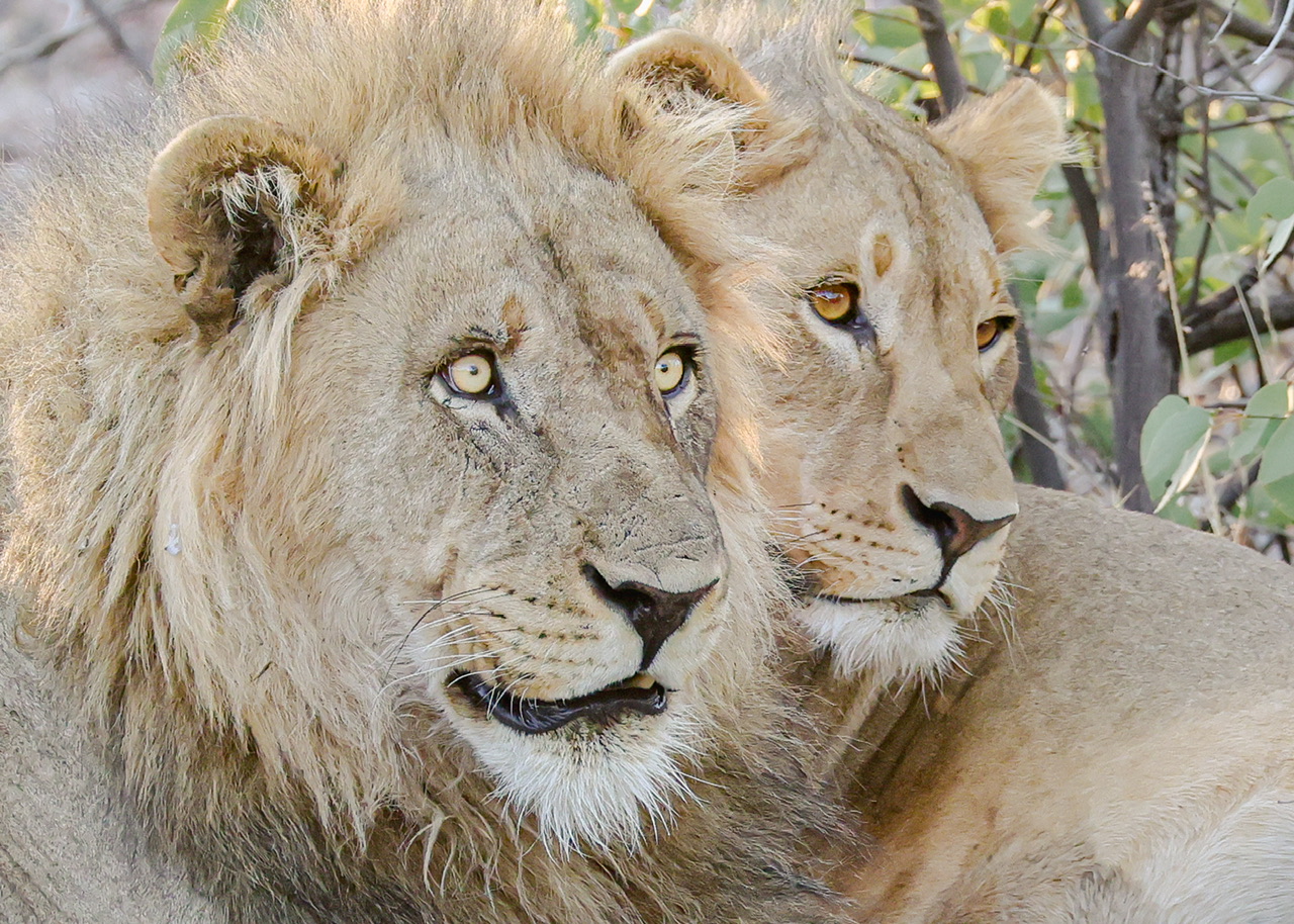 Series 17 – More of the Ongava Game&nbsp;Reserve