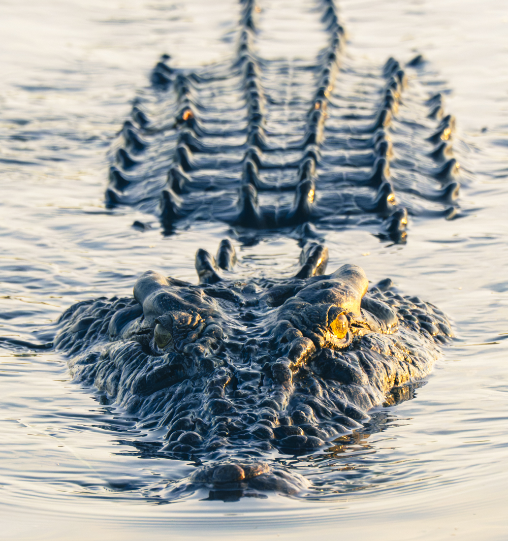 One of Lance’s pictures.  While the boat had life jackets, their only use would have been throwing them at the croc before it ate you. 