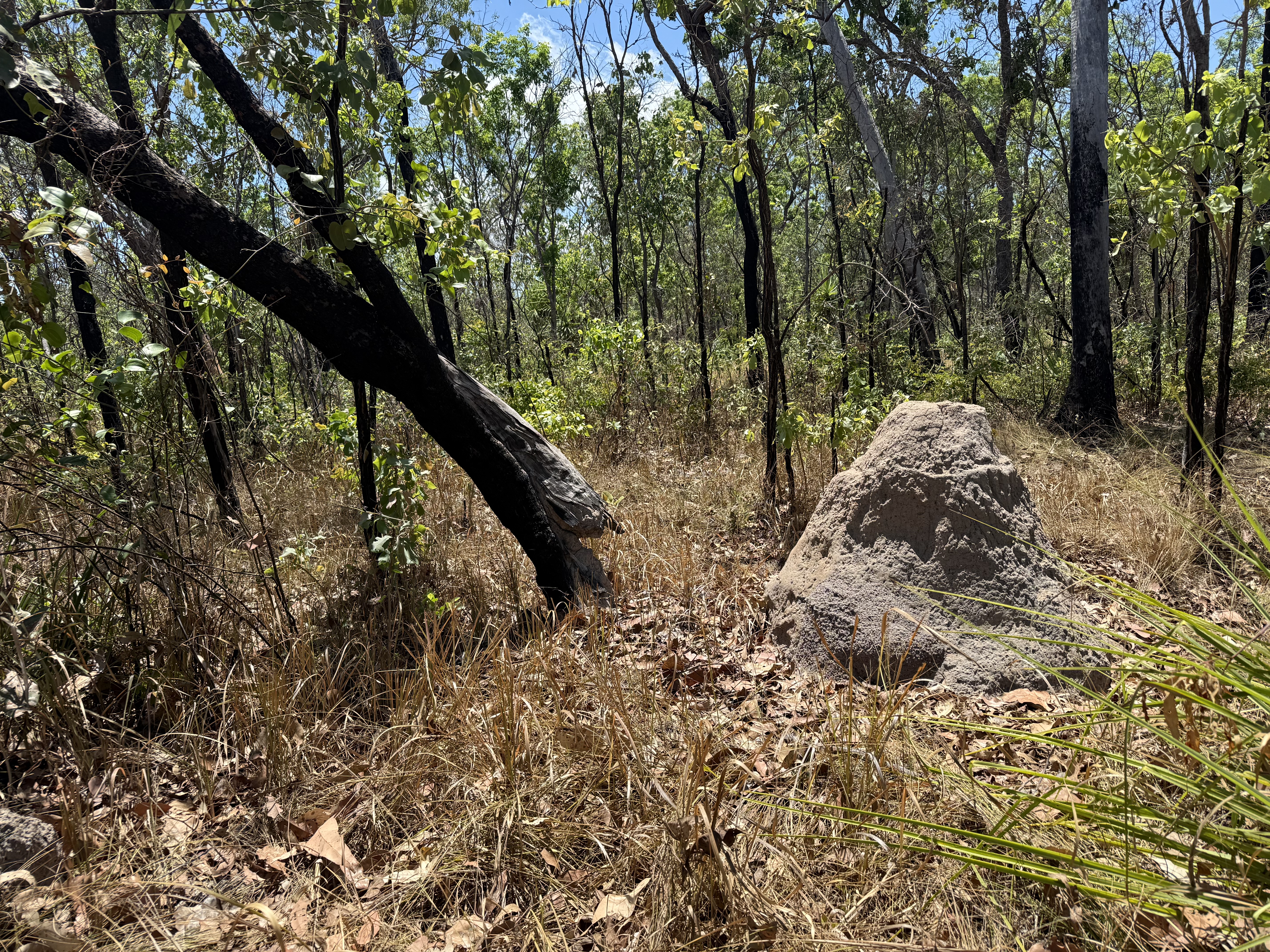 Apparently billions of termites live in the outback, in spacious homes such as this one.